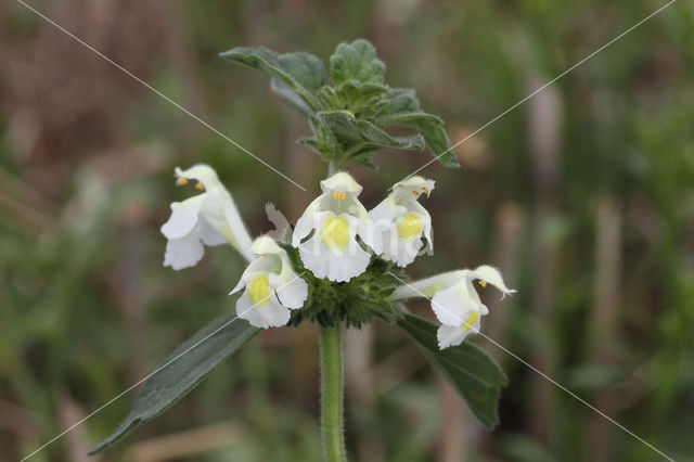 Downy Hemp-nettle (Galeopsis segetum)