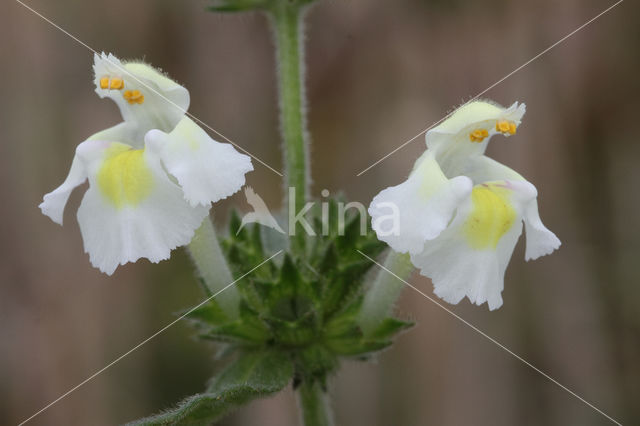 Downy Hemp-nettle (Galeopsis segetum)