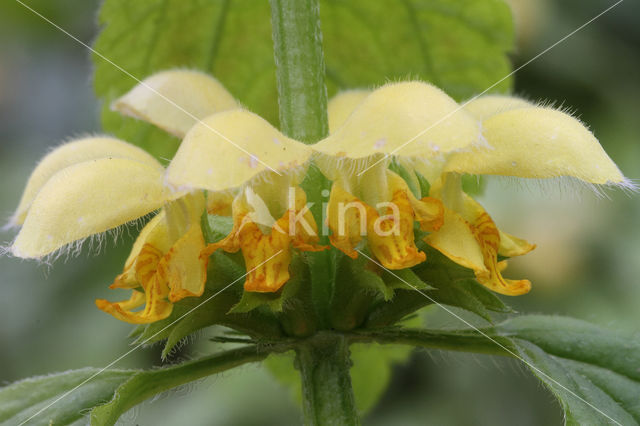 Bonte gele dovenetel (Lamiastrum galeobdolon cv. 'Florentinum')