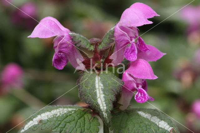 Gestreepte dovenetel (Lamium maculatum cv. 'Variegatum')