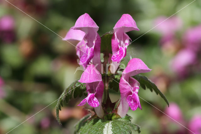 Gestreepte dovenetel (Lamium maculatum cv. 'Variegatum')