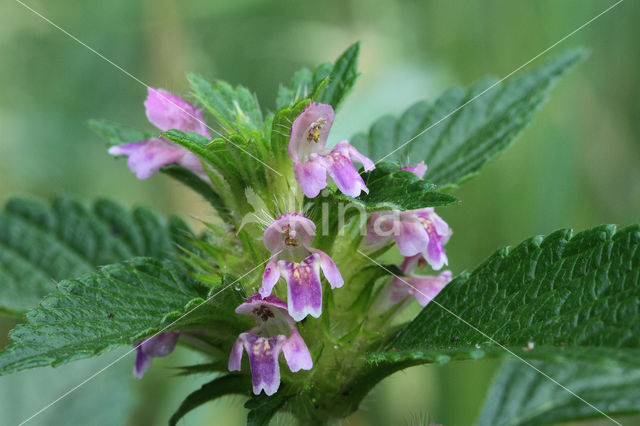 Gespleten hennepnetel (Galeopsis bifida)