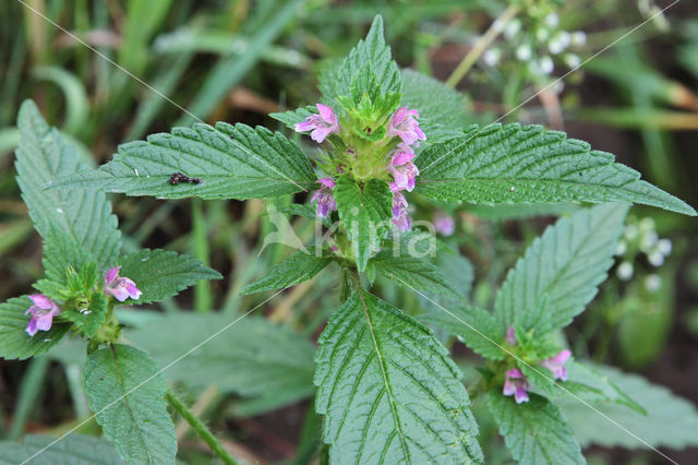 Gespleten hennepnetel (Galeopsis bifida)