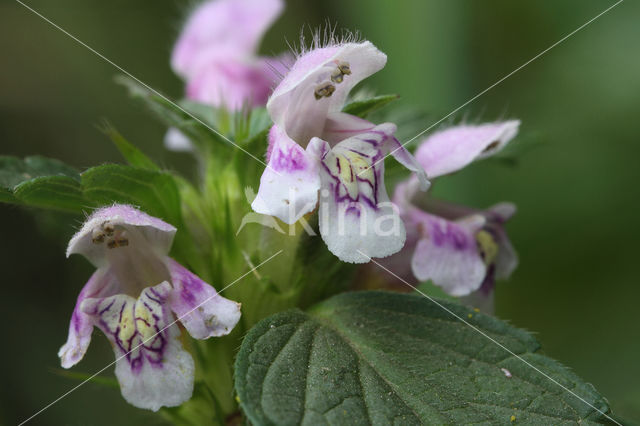 Gewone hennepnetel (Galeopsis tetrahit)