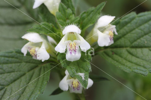 Gewone hennepnetel (Galeopsis tetrahit)