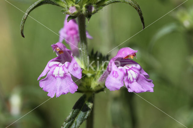 Smalle raai (Galeopsis angustifolia)