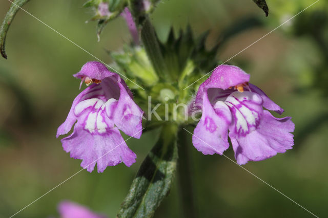 Smalle raai (Galeopsis angustifolia)