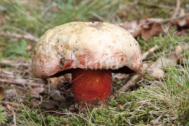 Roodnetboleet (Boletus rhodoxanthus)