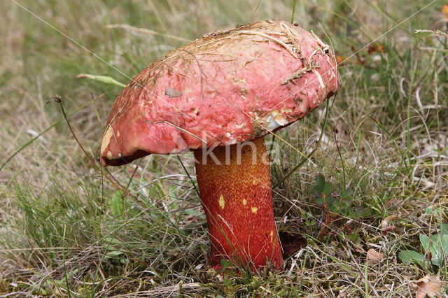 Roodnetboleet (Boletus rhodoxanthus)