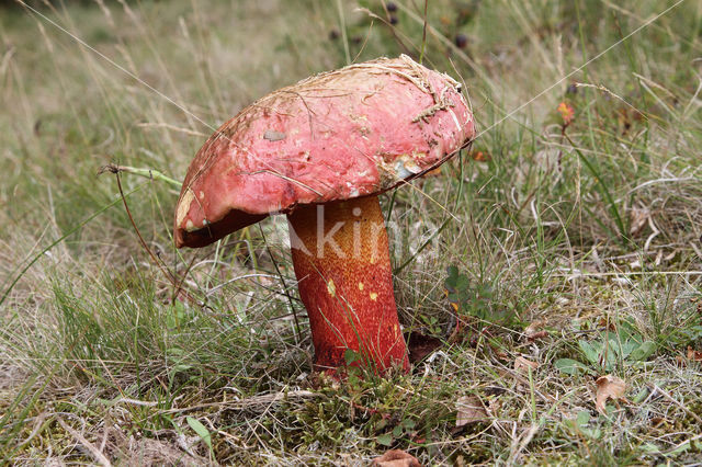 Roodnetboleet (Boletus rhodoxanthus)