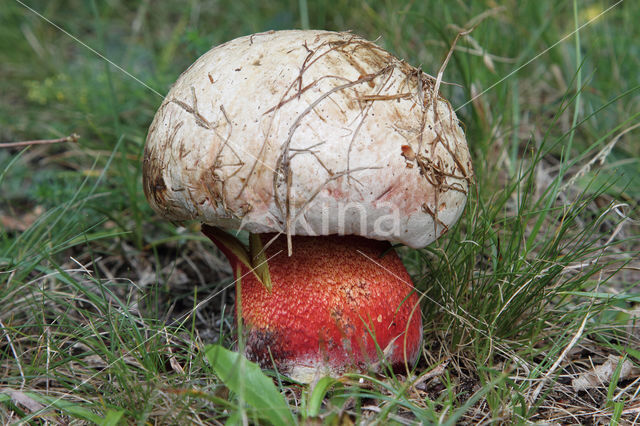 Roodnetboleet (Boletus rhodoxanthus)