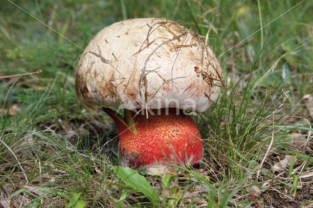 Roodnetboleet (Boletus rhodoxanthus)