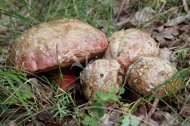 Boletus rhodoxanthus