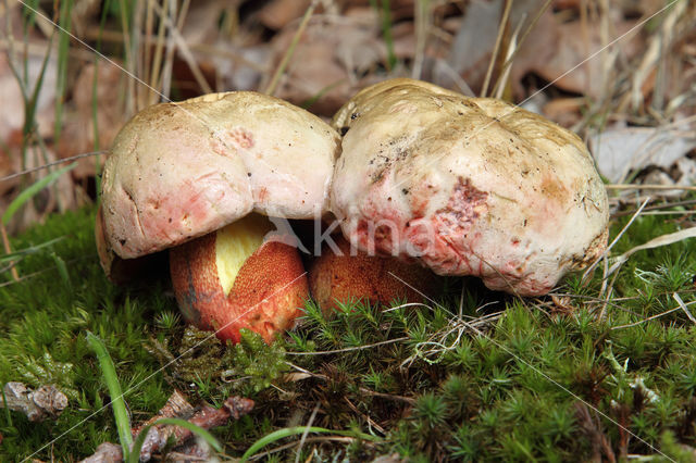 Roodnetboleet (Boletus rhodoxanthus)