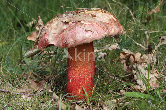 Roodnetboleet (Boletus rhodoxanthus)