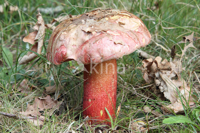 Roodnetboleet (Boletus rhodoxanthus)