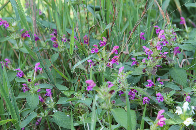 Zachte hennepnetel (Galeopsis pubescens)