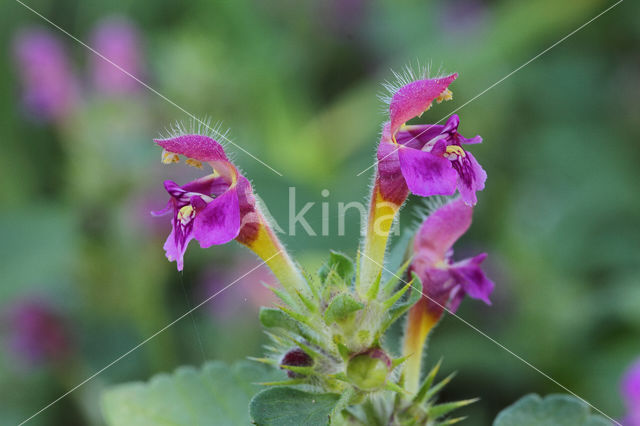 Zachte hennepnetel (Galeopsis pubescens)