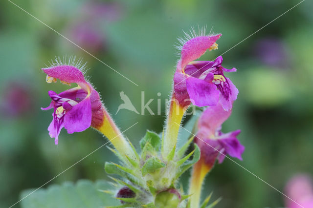 Zachte hennepnetel (Galeopsis pubescens)