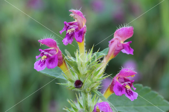 Zachte hennepnetel (Galeopsis pubescens)