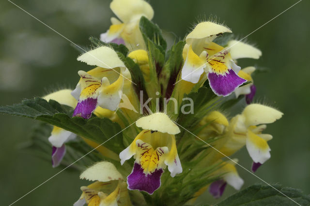 Dauwnetel (Galeopsis speciosa)