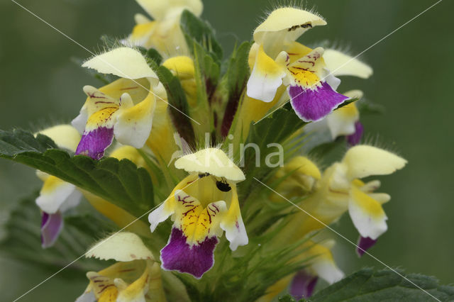 Dauwnetel (Galeopsis speciosa)