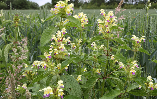 Dauwnetel (Galeopsis speciosa)