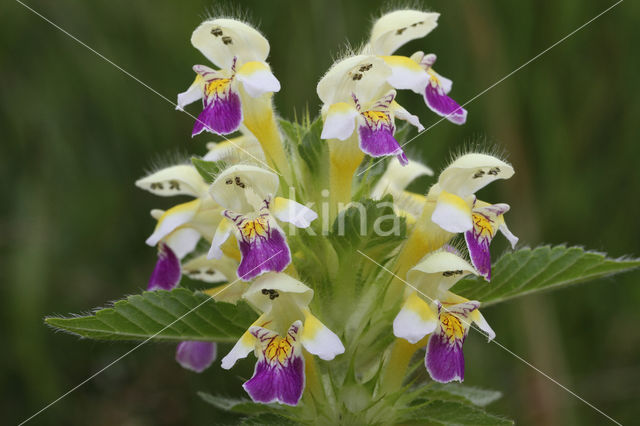 Dauwnetel (Galeopsis speciosa)