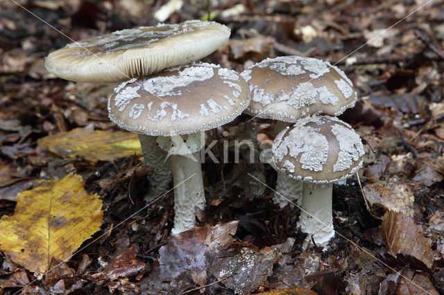 Grauwe amaniet (Amanita excelsa)