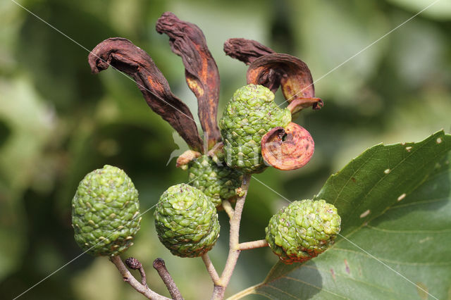 Elzenvlag (Taphrina amentorum)