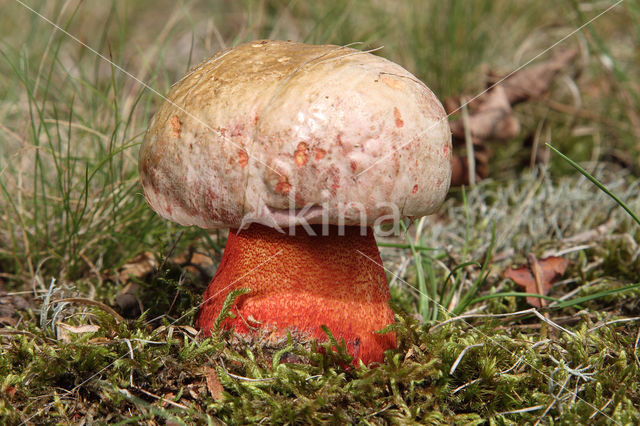 Roodnetboleet (Boletus rhodoxanthus)