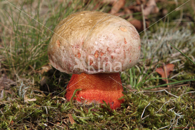 Roodnetboleet (Boletus rhodoxanthus)