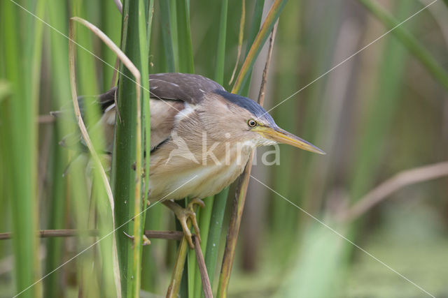 Little Bittern (Ixobrychus minutus)