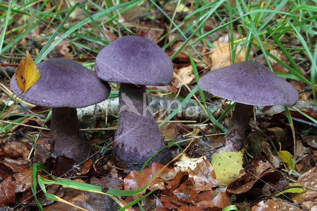 Violette gordijnzwam (Cortinarius violaceus)