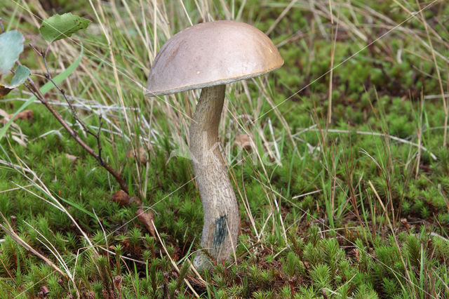 berkenboleet bruingrijze (leccinum cyaneobasileucum)