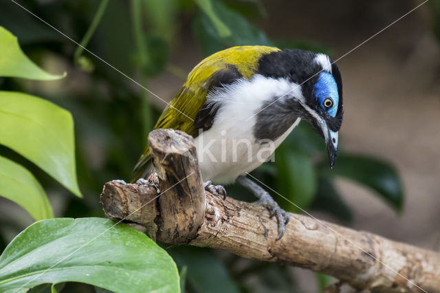 Blauwwang-honingeter (Entomyzon cyanotis)