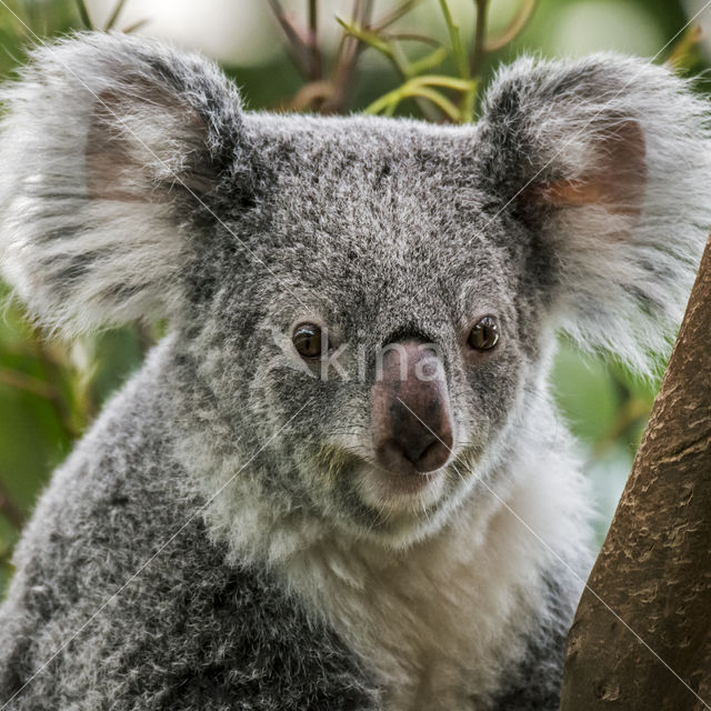 Koala (Phascolarctos cinereus)