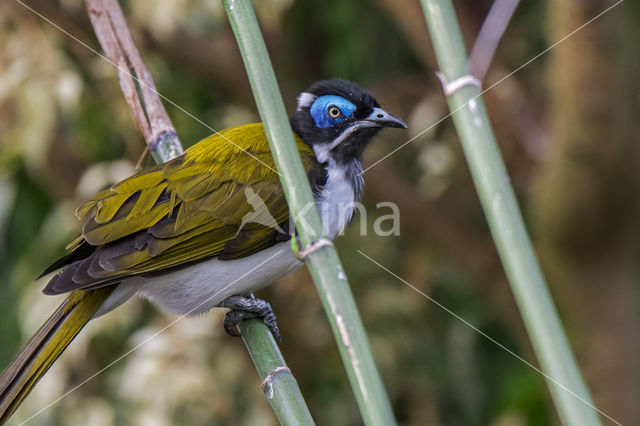 Blauwwang-honingeter (Entomyzon cyanotis)