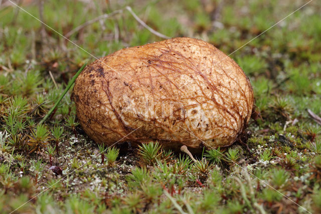 Okerkleurige vezeltruffel (Rhizopogon luteolus)