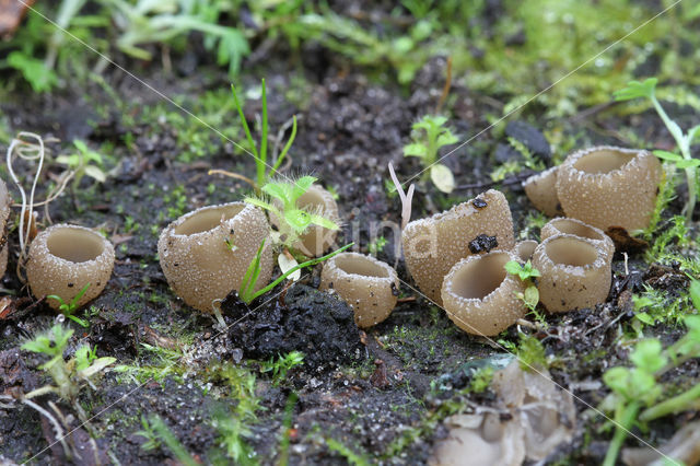 Zemelige brandplekbekerzwam (Peziza echinospora)