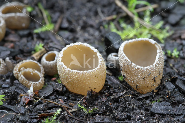 Zemelige brandplekbekerzwam (Peziza echinospora)