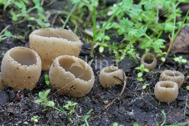 Zemelige brandplekbekerzwam (Peziza echinospora)