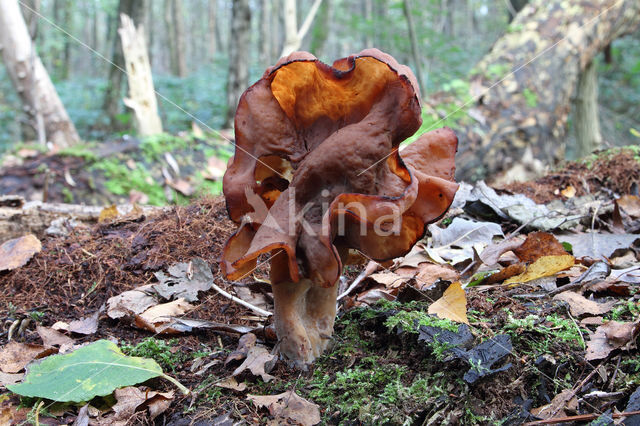 Gyromitra infula