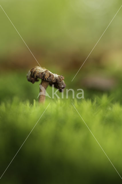 Amethyst Deceiver (Laccaria amethystina)