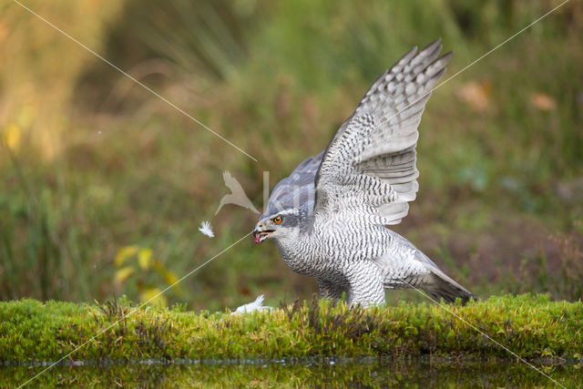 Havik (Accipiter gentilis)