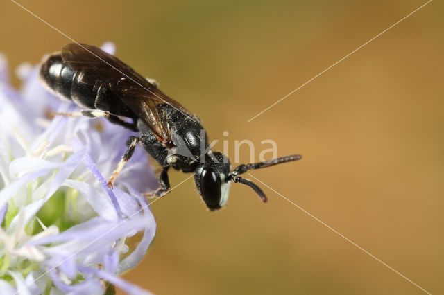 Hylaeus angustatus