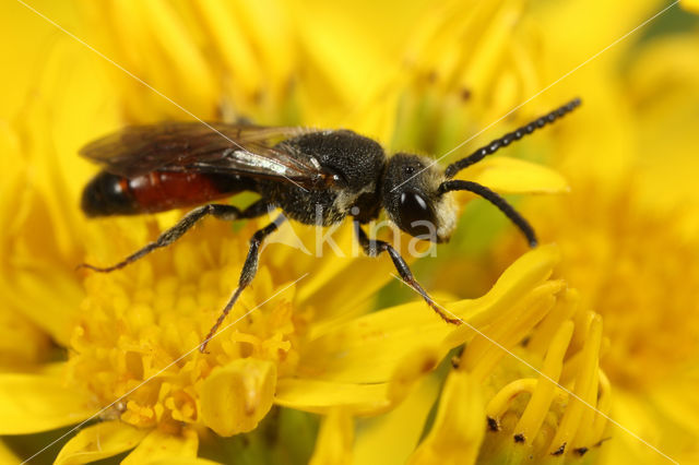 Dikkopbloedbij (Sphecodes monilicornis)