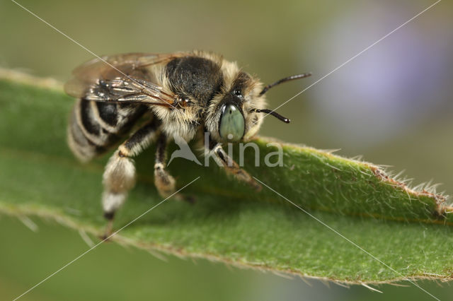 Anthophora bimaculata