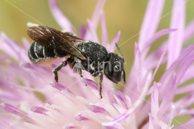 Heriades crenulatus