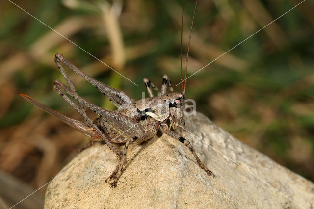 Pyrenean Bush-cricket (Antaxius pedestris)